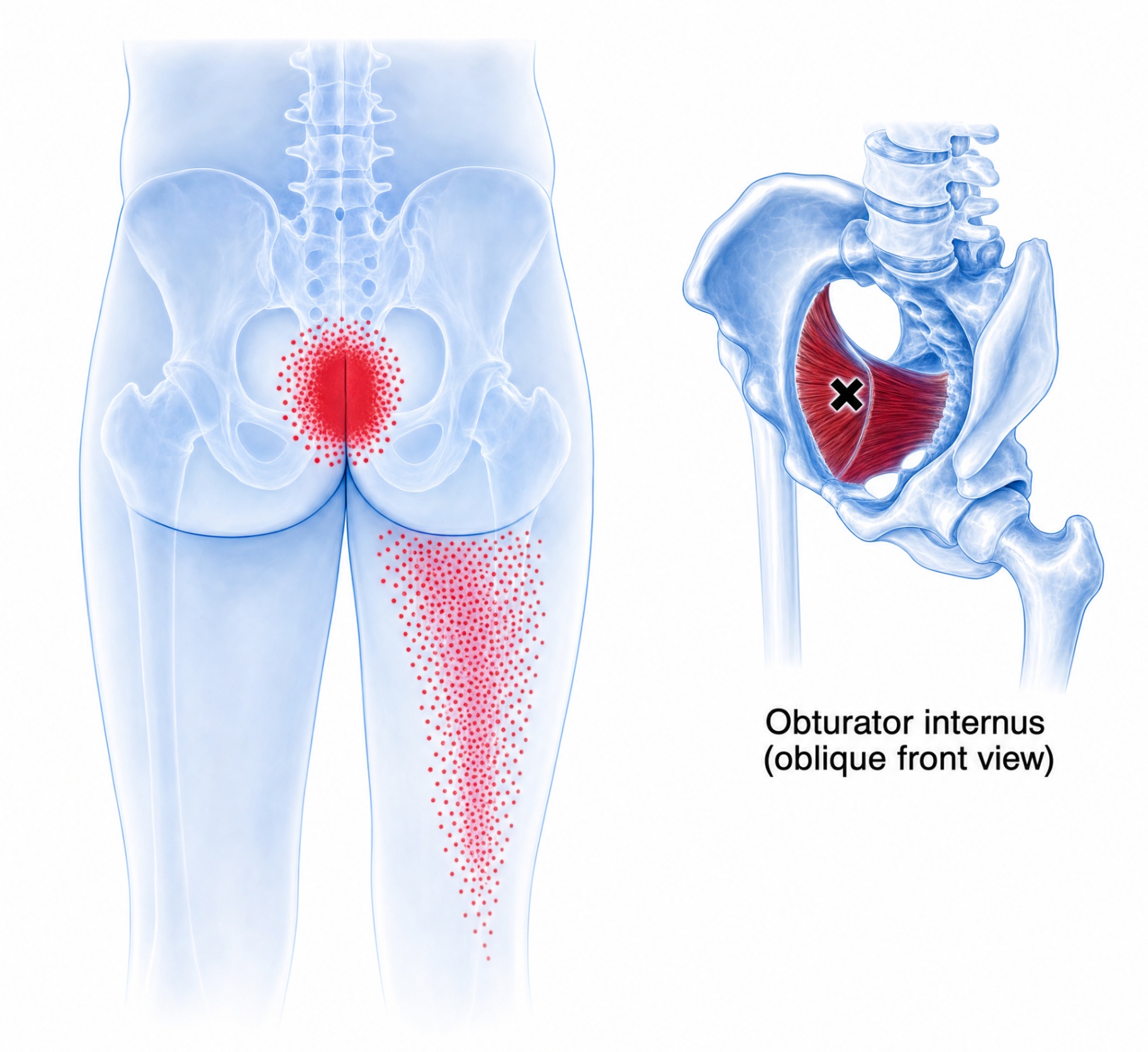 Obturator internus